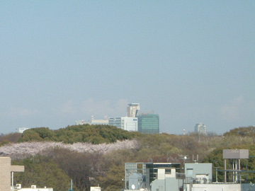 代々木公園の桜DSCF0001.jpg