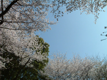 代々木公園の桜DSCF0006.JPG